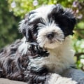 Exploring Dog-Friendly Bistros in Nassau County, NY