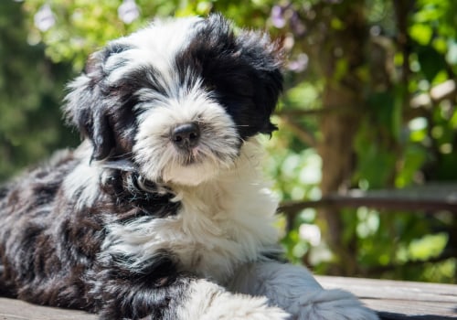 Exploring Dog-Friendly Bistros in Nassau County, NY
